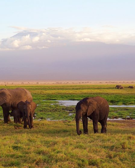 Les parcs nationaux au Kenya
